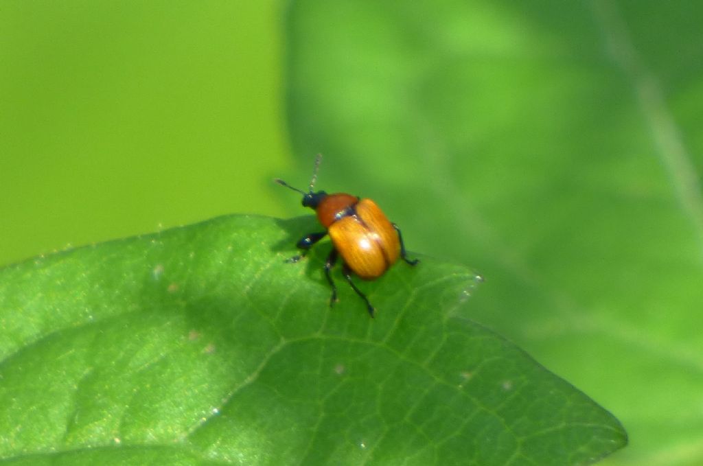 Attelabus nitens (Attelabidae)